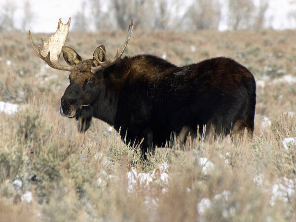 Moose Art Print featuring the photograph Quiet Power by DeeLon Merritt