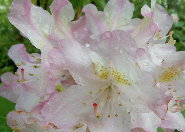 Pink Rhododendron Art Print featuring the photograph Raindrops on Rhododendron by Kristin Aquariann
