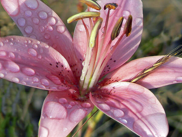 Pamela Patch Art Print featuring the photograph Rainy Day Lily by Pamela Patch