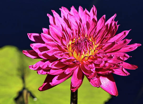 Water Lily Art Print featuring the photograph Reaching For The Sun by Judy Vincent