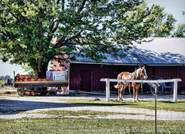 Amish Art Print featuring the photograph Ready and Waiting by Cricket Hackmann
