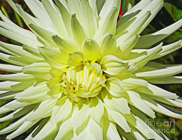 Flower Art Print featuring the photograph Rebirth Revisited by Joyce Creswell