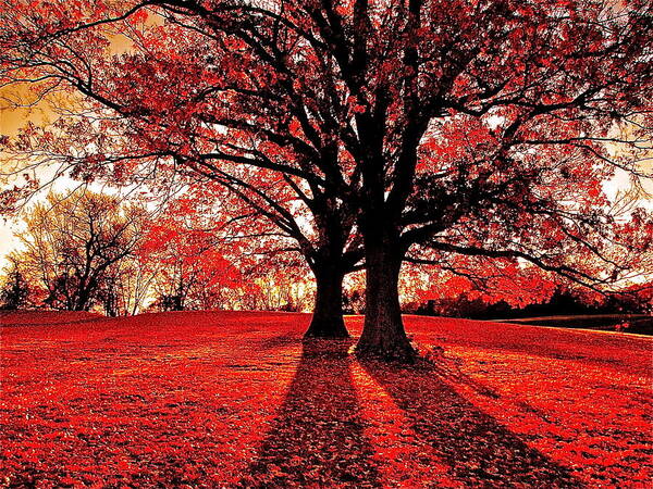 Autumn Art Print featuring the photograph Red Autumn by Eugene Desaulniers