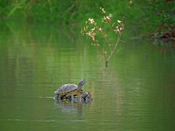 Red Art Print featuring the photograph Red-eared Slider Turtle by Tam Ryan