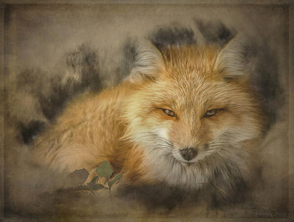 Tl Wilson Photography Art Print featuring the photograph Red Fox Resting by Teresa Wilson
