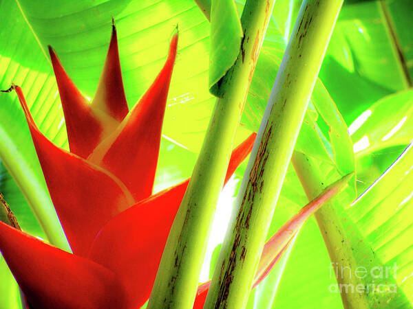  Art Print featuring the photograph Red Heliconia by D Davila