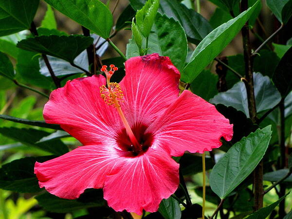 Hibiscus Art Print featuring the photograph Red Hibiscus by Christopher Mercer