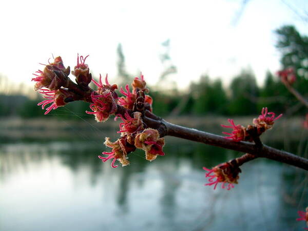 Maple Buds Art Print featuring the photograph Red Maple Buds at Dawn by Kent Lorentzen