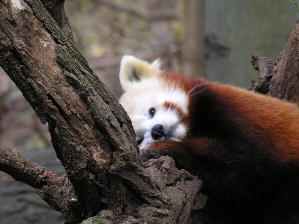 Red Art Print featuring the photograph Red Panda by Diane Lesser