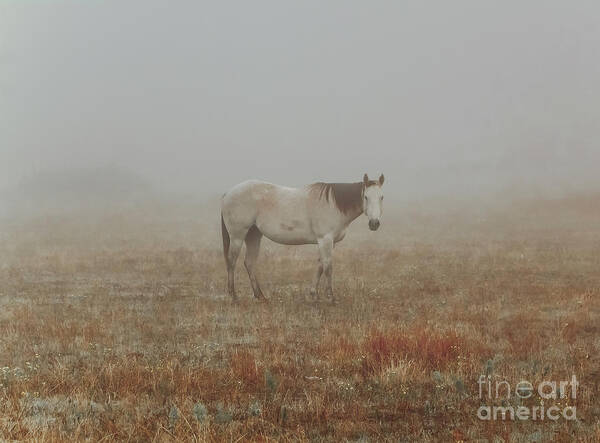 Horse Art Print featuring the photograph Red Roan In Mist by Robert Frederick