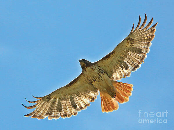 Birds Art Print featuring the photograph Red Tailed Hawk 5834 by Jack Schultz