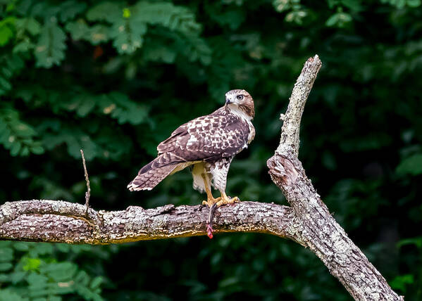 Red-tailed Hawk Art Print featuring the photograph Red-Tailed Hawk by Holden The Moment