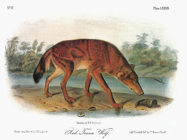 1846 Art Print featuring the photograph Red Wolf (canis Lupus) by Granger