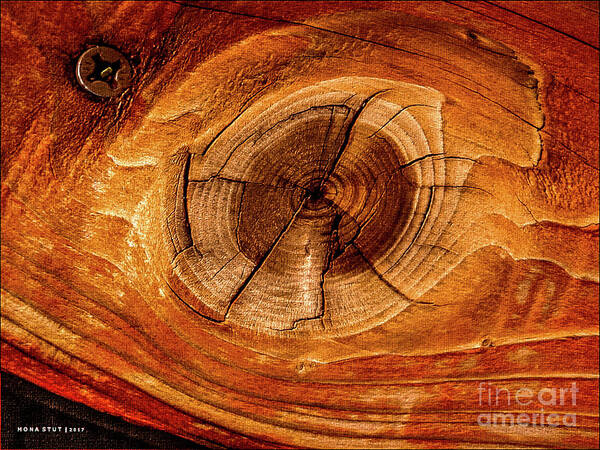 Mona Stut Art Print featuring the photograph Redwood Eyes Life Lines by Mona Stut