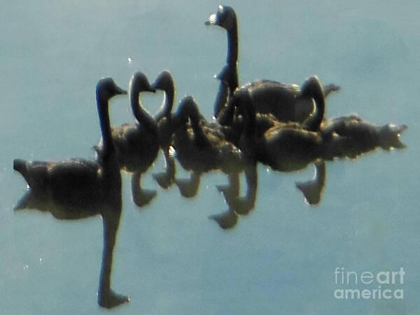 Reflection Of Geese Art Print featuring the photograph Reflection of Geese by Rockin Docks Deluxephotos