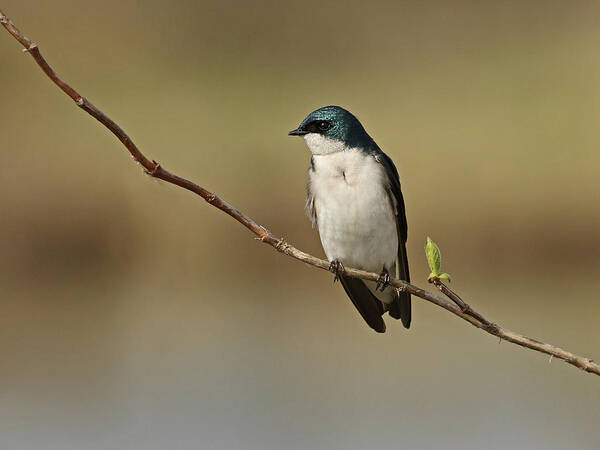 Tree Swallow Art Print featuring the photograph Resting Tree Swallow by Inge Riis McDonald