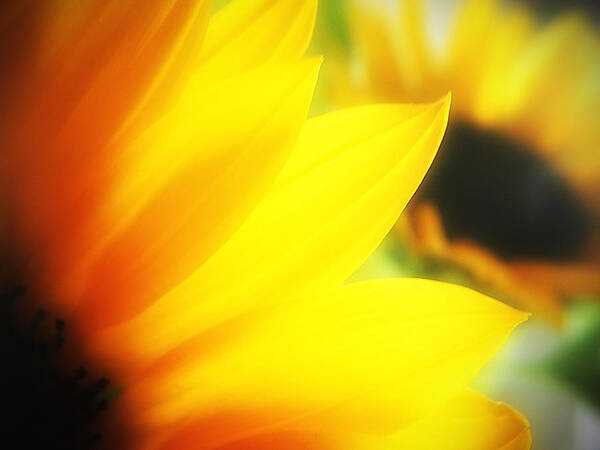 Sunflower Art Print featuring the photograph Reverie Three by Julius Reque