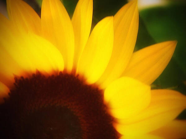 Sunflower Art Print featuring the photograph Reverie Two by Julius Reque