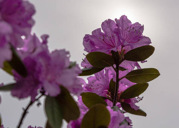 Rhododendron Art Print featuring the photograph Rhododendron Backlit by the Sun by Holden The Moment