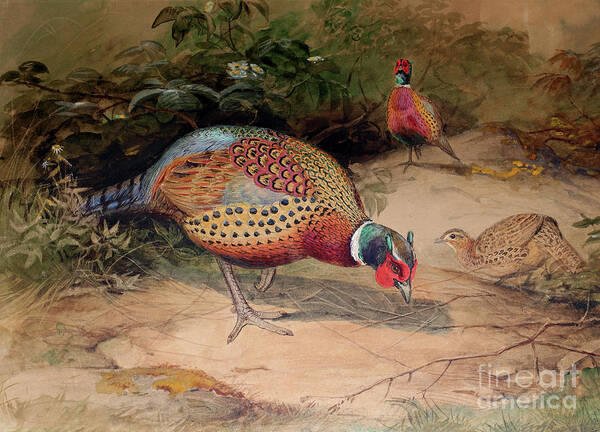 Pheasant Art Print featuring the painting Ring necked Pheasant by Joseph Wolf