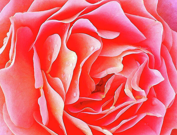Pink Roses Art Print featuring the photograph Ripple Effect 2 by Toni Somes
