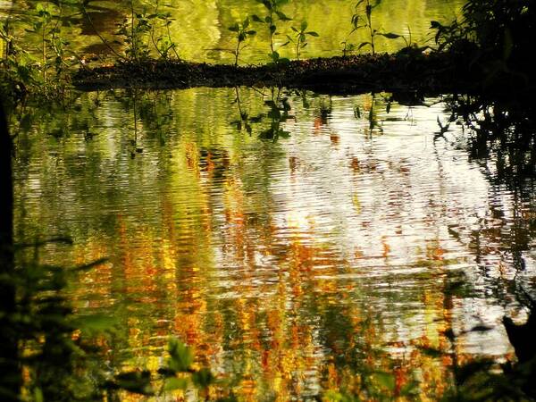 Lake Conestee Nature Park Art Print featuring the photograph Ripples by Kathy Barney