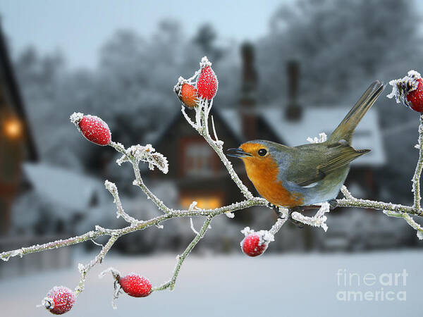 European Robin Art Print featuring the photograph Robin and rose hips by Warren Photographic
