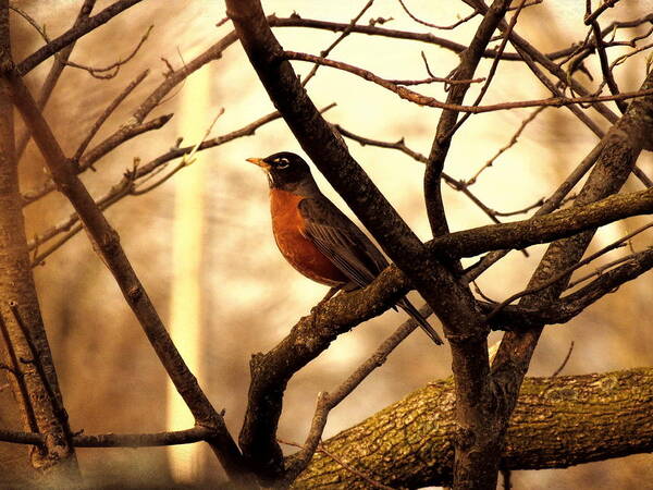 Bird Art Print featuring the photograph Robin by Mike Flake