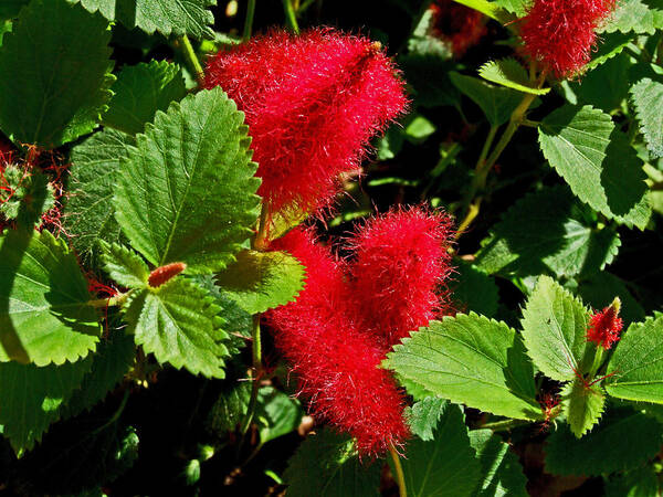 Bottle Brush Art Print featuring the photograph Robust Red by Michiale Schneider