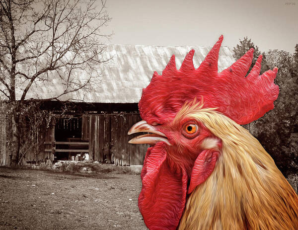 Chicken Art Print featuring the photograph Rooster Looks At Barn by Phil Perkins