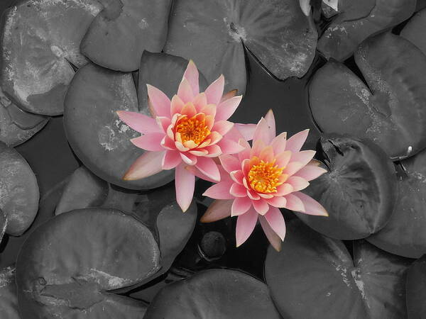 Rose From The Water Art Print featuring the photograph Rose From The Water by Colleen Cornelius