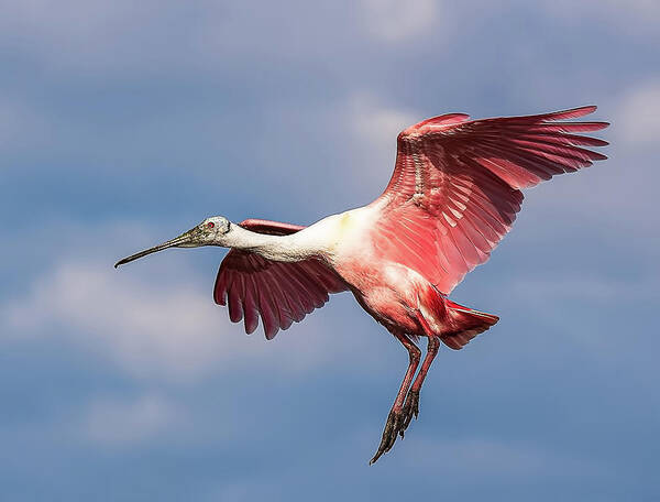 Roseate Art Print featuring the photograph Roseate Spoonbill 2 by Richard Goldman