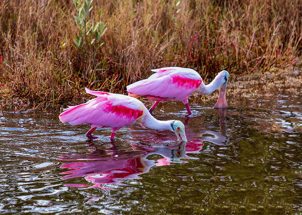 Birds Art Print featuring the photograph Roseate Spoonbills Swishing for Food by John M Bailey