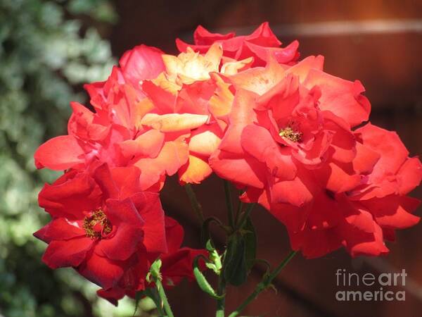  Art Print featuring the photograph Roses for you by Vesna Martinjak