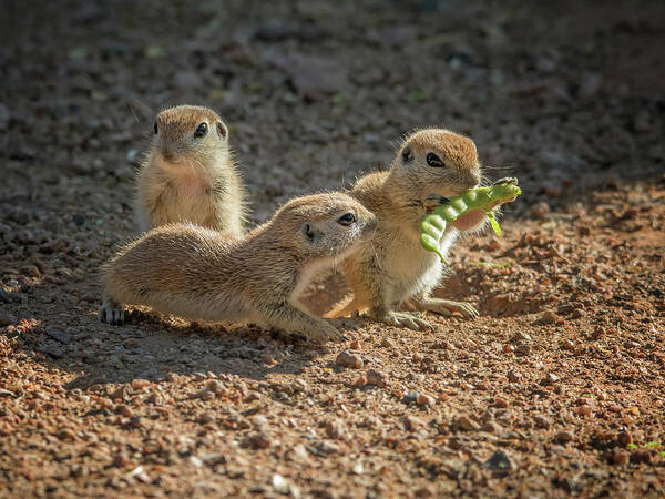 Round-tailed Art Print featuring the photograph Round-tailed Ground Squirrels 1198 by Tam Ryan