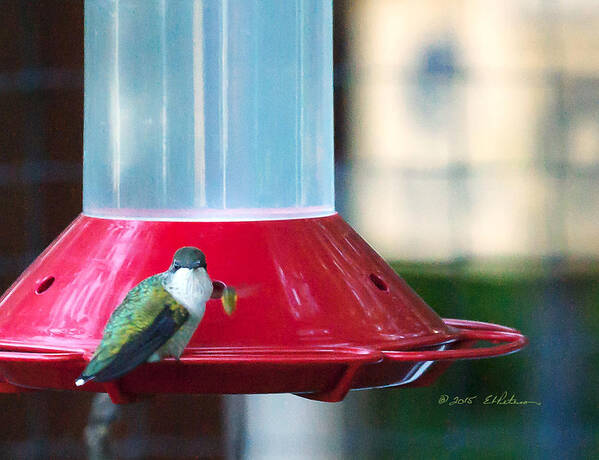 Heron Heaven Art Print featuring the photograph Ruby-throated Hummingbird At Feeder by Ed Peterson