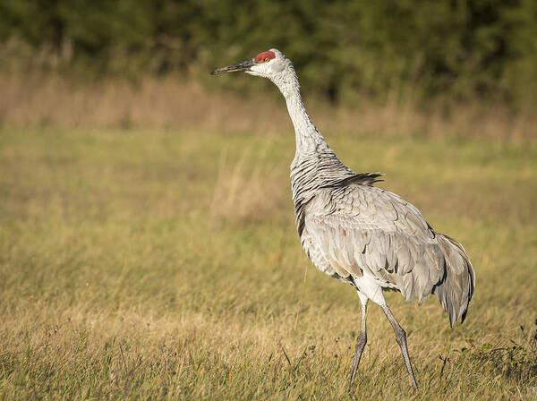 Sandhill Crane Art Print featuring the photograph Ruffled Feathers by Thomas Young