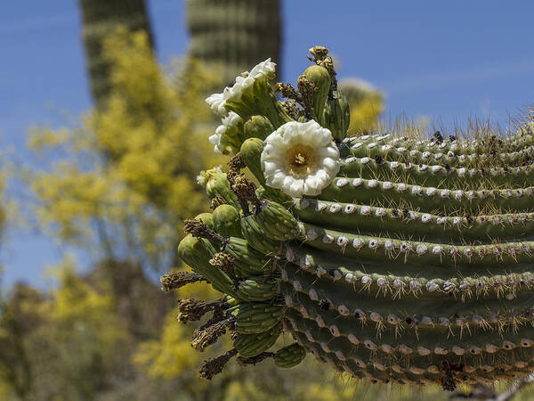 Jean Noren Art Print featuring the photograph Saguaro Cactus Arm with Flowers by Jean Noren