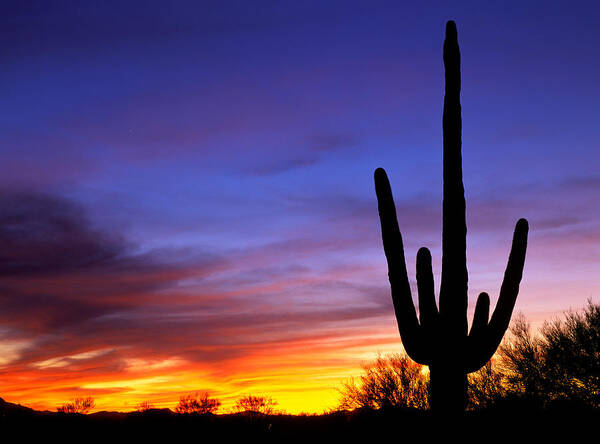 Usa Art Print featuring the photograph Saguaro sunset by Johan Elzenga