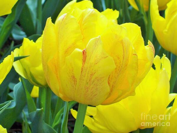 Tulip Art Print featuring the photograph Sassy Yellow Tulip by Carol Riddle