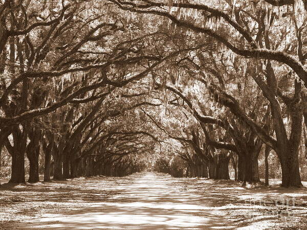 Savannah Art Print featuring the photograph Savannah Sepia - Glorious Oaks by Carol Groenen