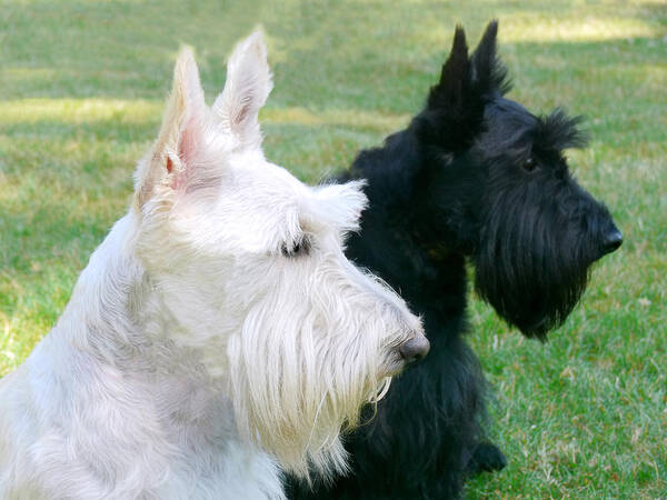 Scottish Terrier Art Print featuring the photograph Scottish Terrier Dogs by Jennie Marie Schell
