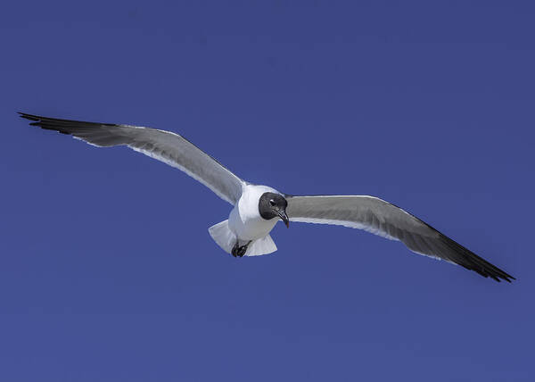 Original Art Print featuring the photograph Sea Gull on the wing by WAZgriffin Digital