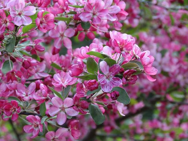 Crabapple Art Print featuring the photograph Sea of Blossoms by MTBobbins Photography