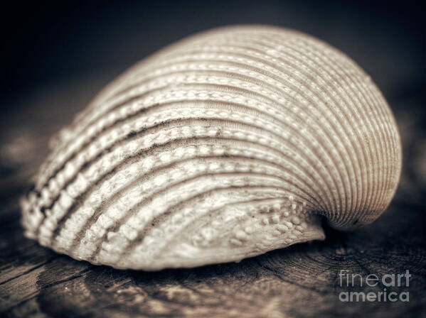 Shell Art Print featuring the photograph Seashell by Giuseppe Esposito