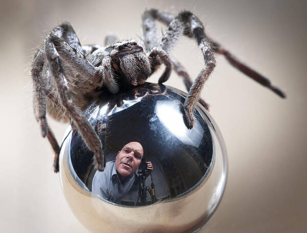 Macro Art Print featuring the photograph Self-portrait With Spider by Tim Millar
