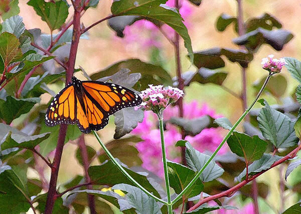 Monarch Butterfly Art Print featuring the photograph September Monarch by Janis Senungetuk