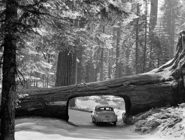 1957 Art Print featuring the photograph Sequoia National Park by Granger