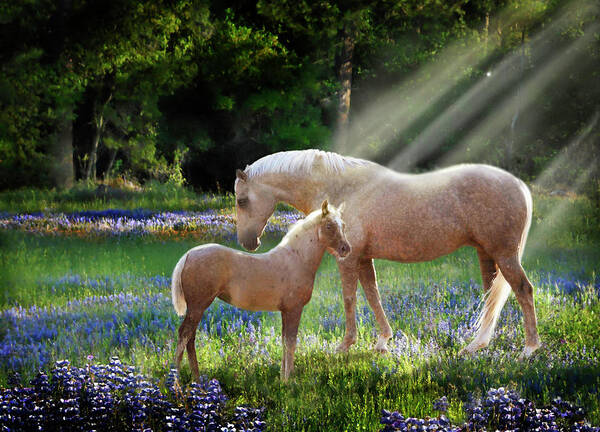 Horse Photography Art Print featuring the photograph Serenity by Melinda Hughes-Berland