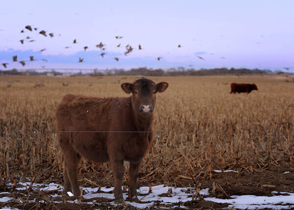 Calf Art Print featuring the photograph Share the Corn 3 by Susan Rissi Tregoning